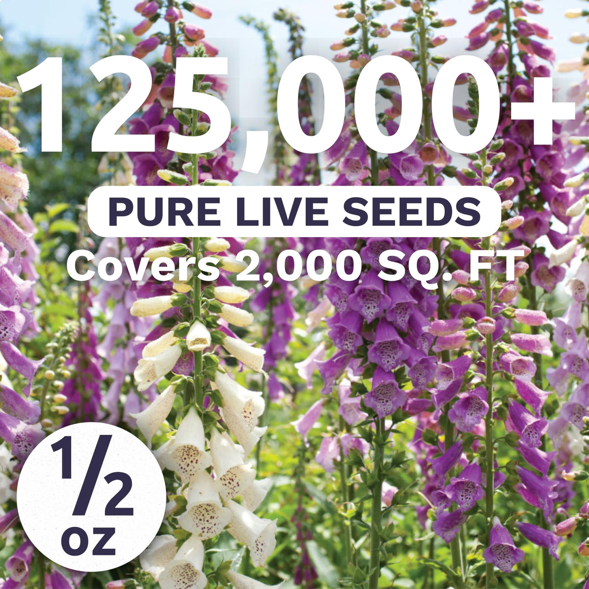 Sweet Yards foxglove bloom showing tall spires, ideal for cottage garden borders and pollinator visits.