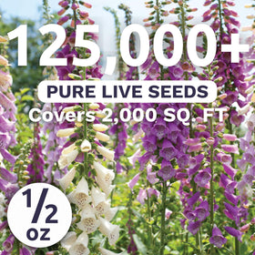 Sweet Yards foxglove bloom showing tall spires, ideal for cottage garden borders and pollinator visits.
