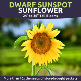 Dwarf Sunspot being planted in a container for a sunny balcony garden.