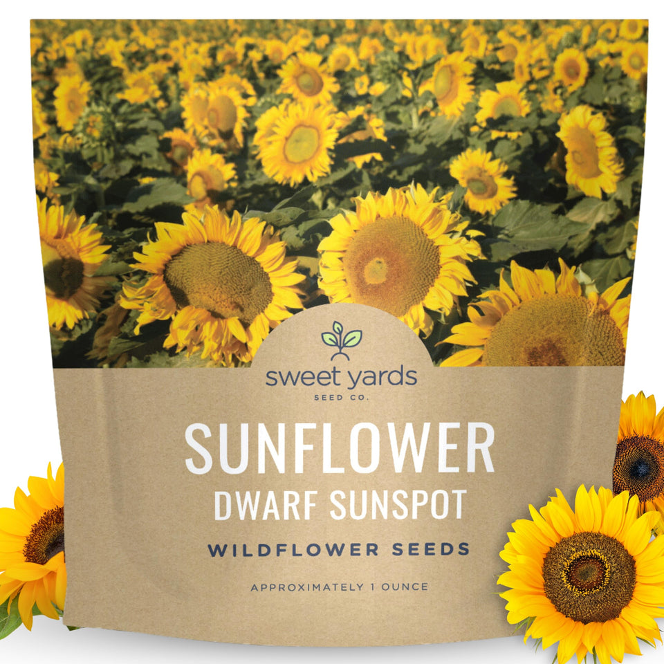 Sweet Yards Dwarf Sunspot seed packet ready for sowing in sunlit beds.