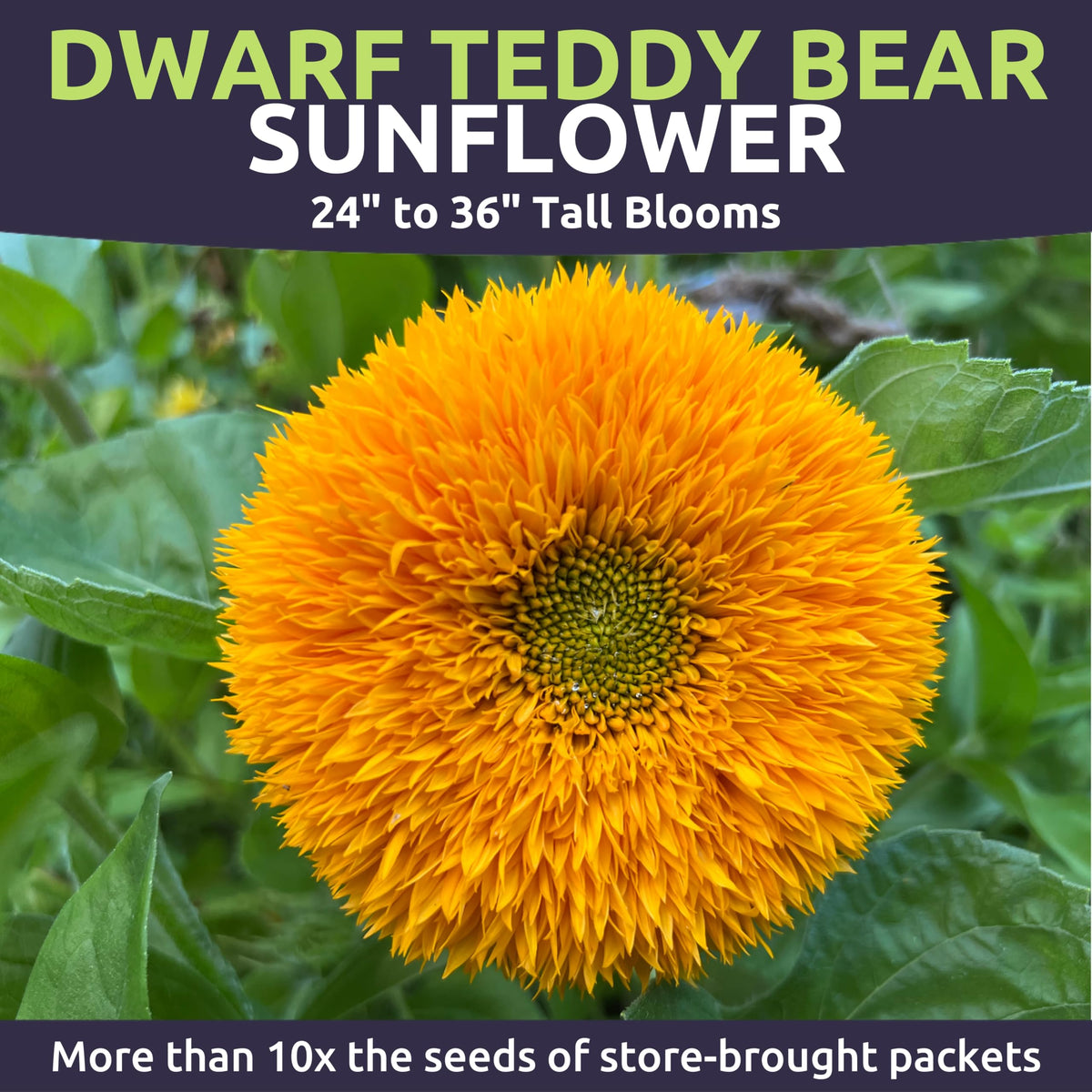 Sweet Yards Dwarf Teddy Bear seeds in resealable pouch for easy storage.