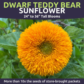 Sweet Yards Dwarf Teddy Bear seeds in resealable pouch for easy storage.