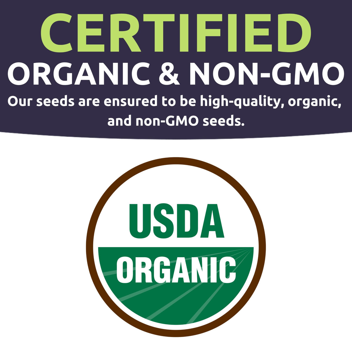 Sweet Yards Early Summer Crookneck seeds offering reliable germination for quick harvests