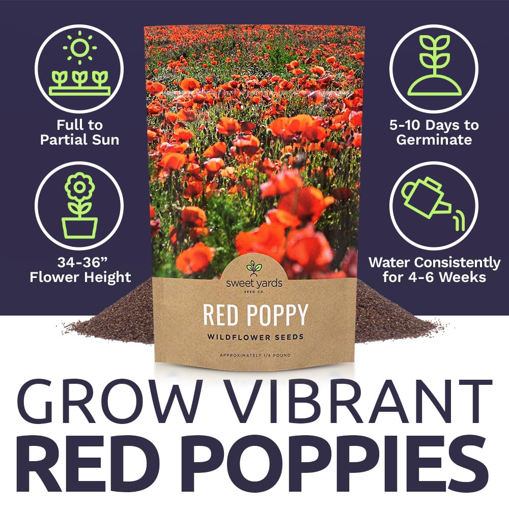 SWEET YARDS Flanders/Shirley poppy variety offering vibrant reds in borders or meadows