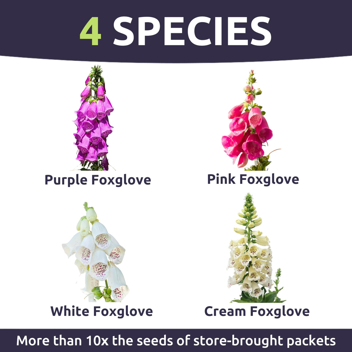 Sweet Yards foxglove spires bring vertical interest to garden borders with soft pastel colors.