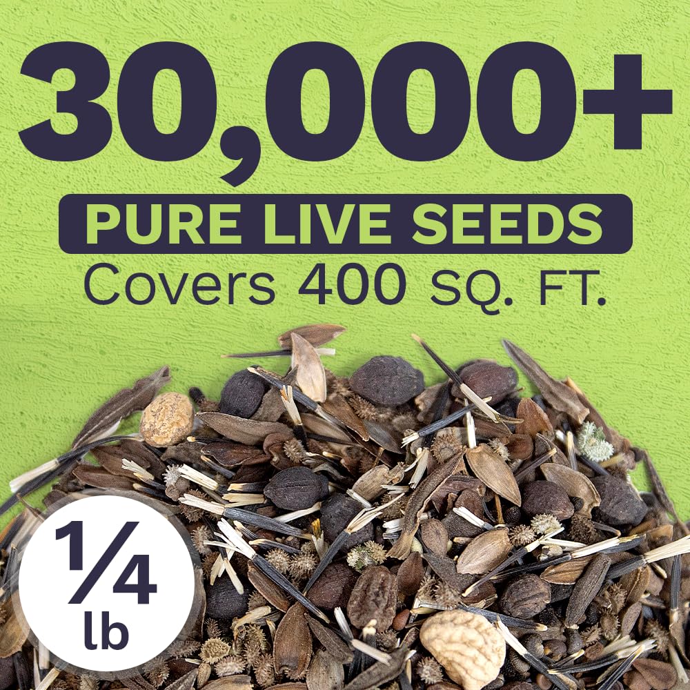 SWEET YARDS fresh seeds suggesting high germination potential