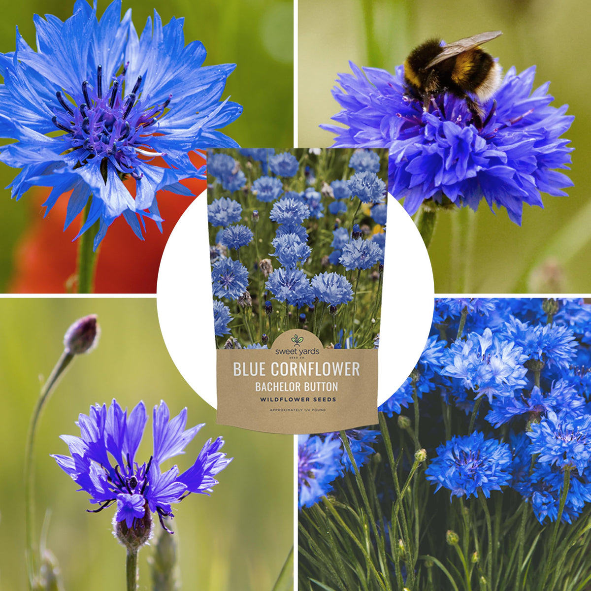 Sweet Yards germination-friendly seeds encouraging easy planting