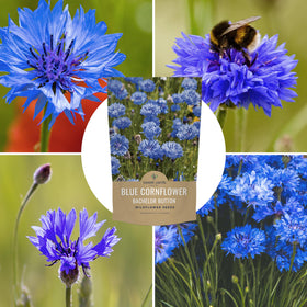 Sweet Yards germination-friendly seeds encouraging easy planting