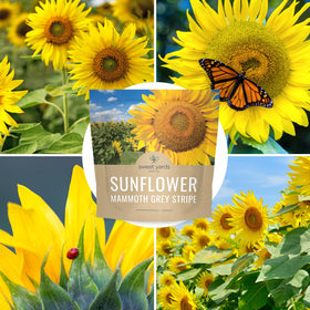 Sweet Yards gift-ready packaging ideal for gardening lovers