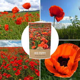 SWEET YARDS gift-ready seed bag ideal for gardeners and pollinator projects