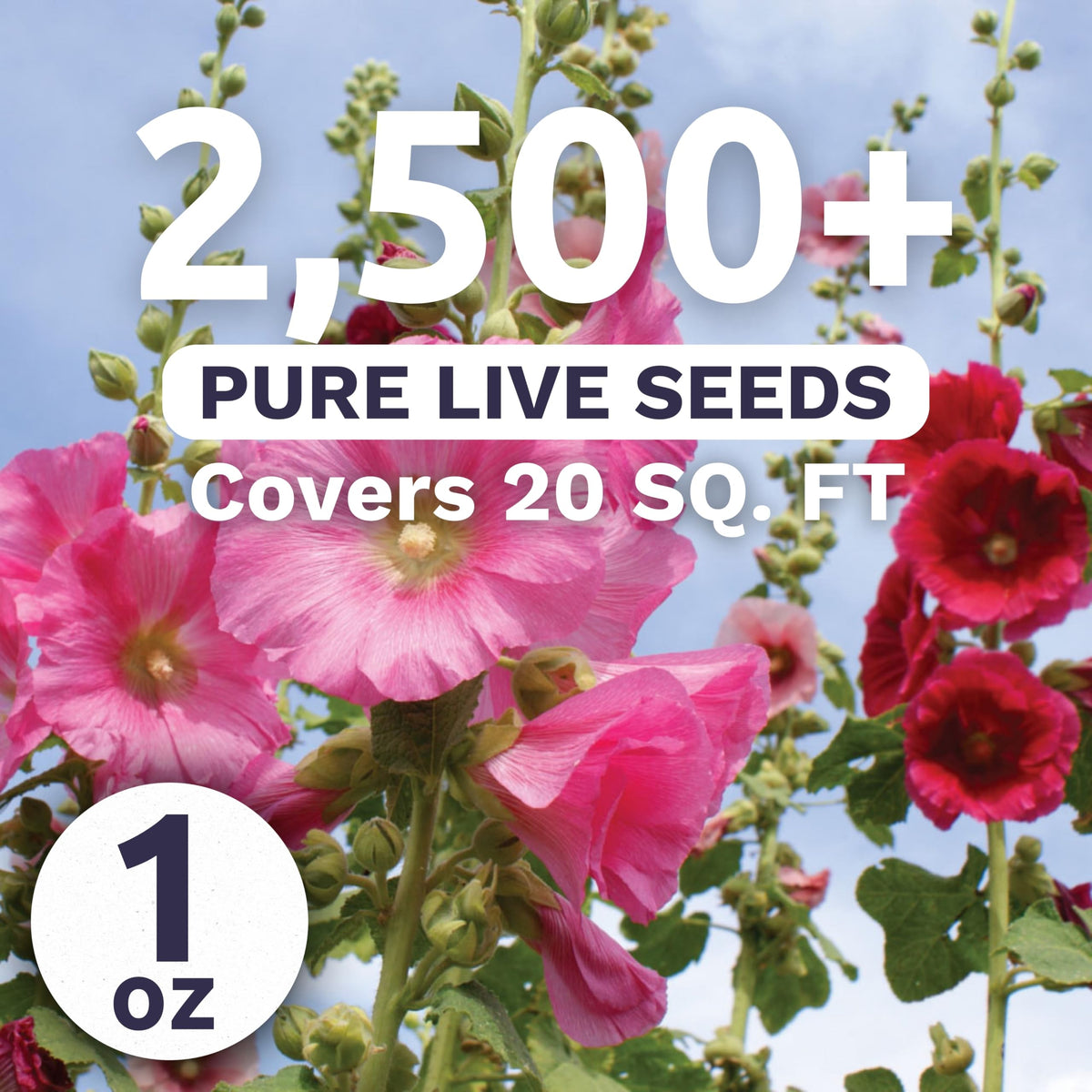 Sweet Yards hollyhock single mixed colors blooms for tall garden backdrops and borders.