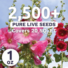 Sweet Yards hollyhock single mixed colors blooms for tall garden backdrops and borders.