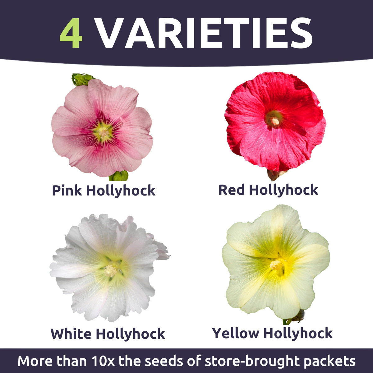 Sweet Yards hollyhock seeds germination with fresh, high germination rates.