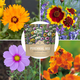 Sweet Yards indoor window garden ideas using seeds for year-round color