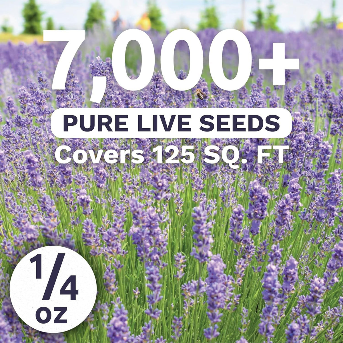 Sweet Yards lavender spikes in purple bloom add color to garden borders