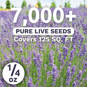 Sweet Yards lavender spikes in purple bloom add color to garden borders