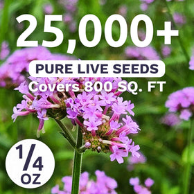 Sweet Yards Lavender purple bloom clusters on Verbena border