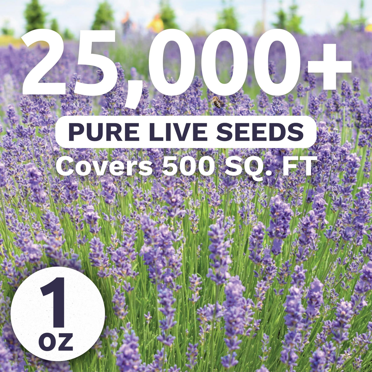 Sweet Yards lavender purple spikes in bloom for vibrant borders.