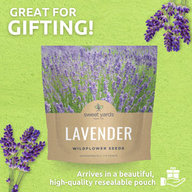 Sweet Yards lavender thrives in sunlit pots or garden beds