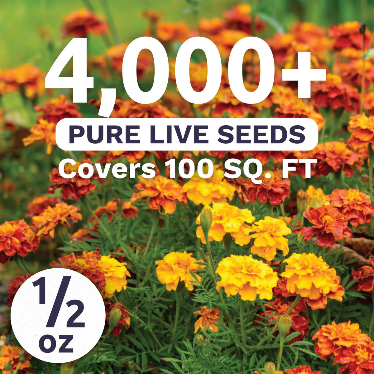 Sweet Yards Marigold French Sparky blooms in orange, yellow, red for borders.