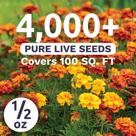 Sweet Yards Marigold French Sparky blooms in orange, yellow, red for borders.