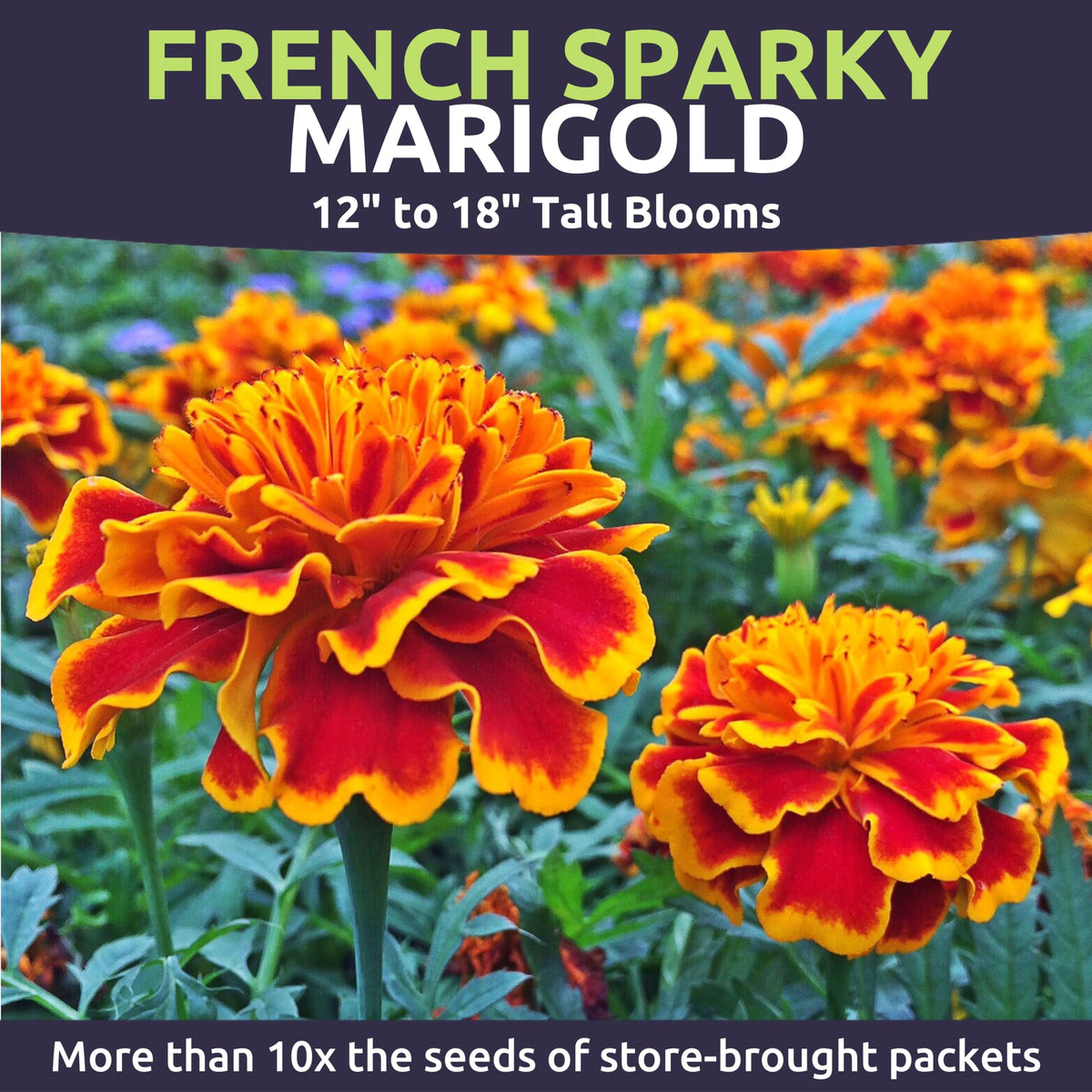 Sweet Yards Marigold French Sparky adds color to borders and containers.