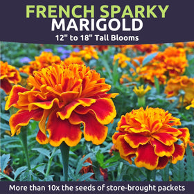 Sweet Yards Marigold French Sparky adds color to borders and containers.