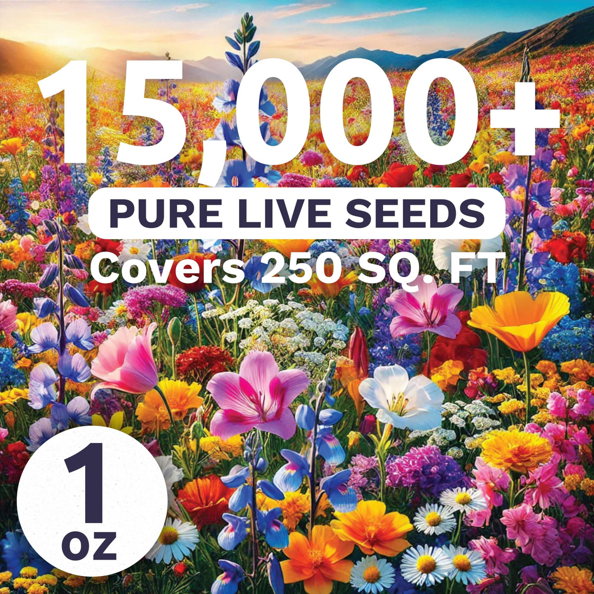 Sweet Yards Midwest Regional Mix seeds closeup – ready-to-plant mix for quick color