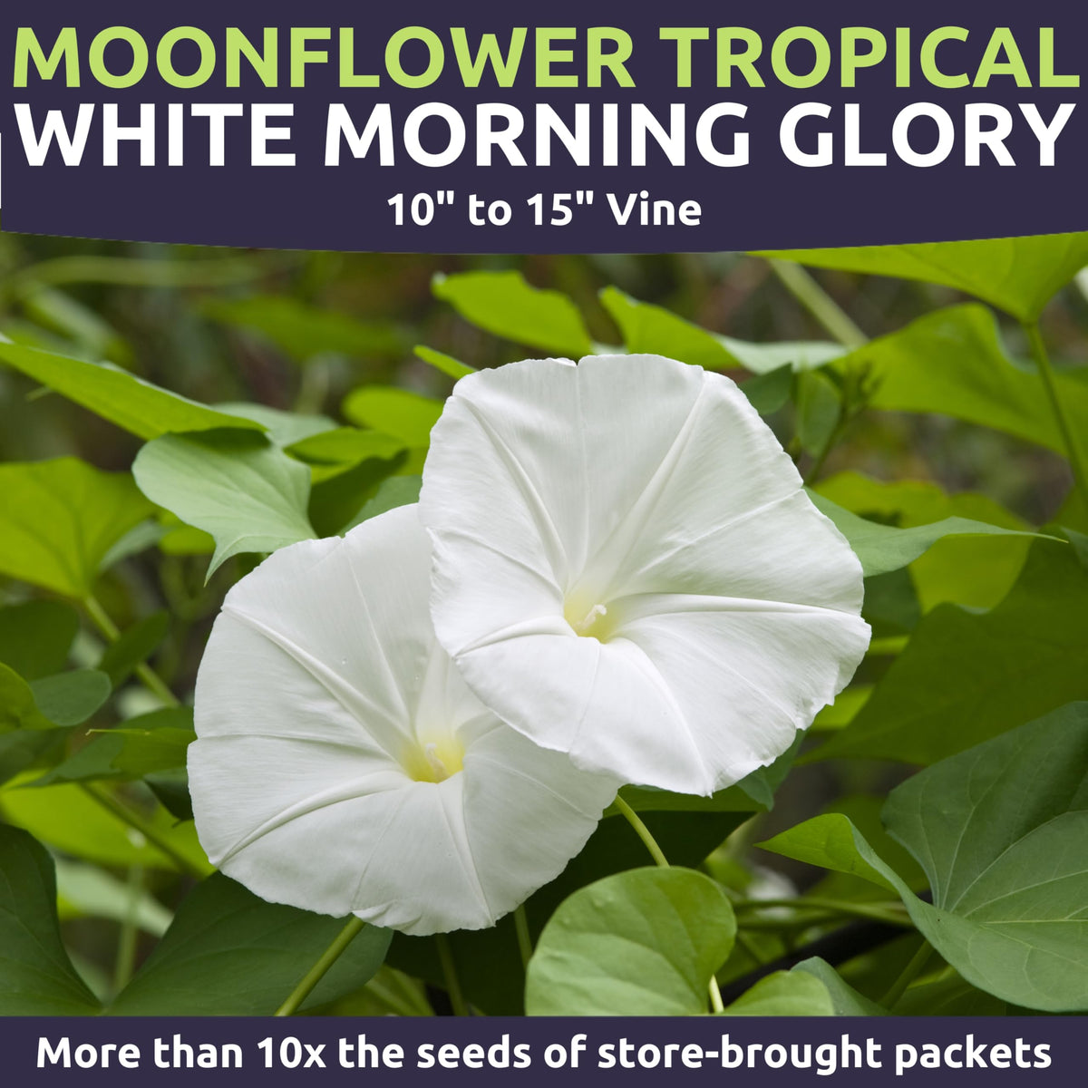 Moonflower night bloom with luminous white petals at dusk for garden ambiance.