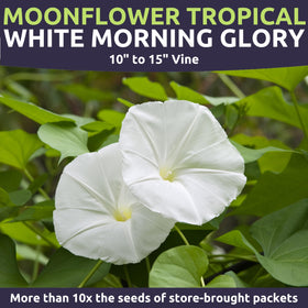 Moonflower night bloom with luminous white petals at dusk for garden ambiance.