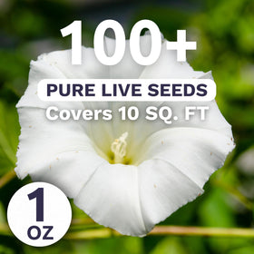 Opened Moonflower seed packet with fresh seeds and planting instructions.