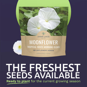 Close-up of Moonflower seeds highlighting viability for high germination.