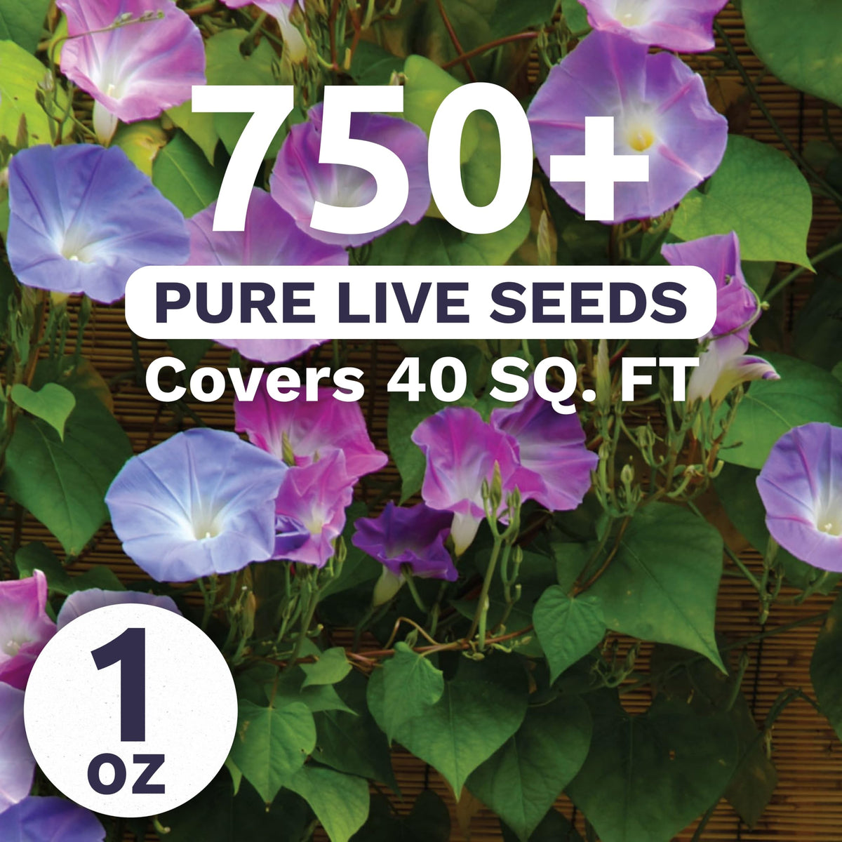 Sweet Yards Morning Glory Tall Mix blue bloom brightening a fence