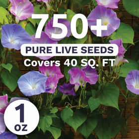 Sweet Yards Morning Glory Tall Mix blue bloom brightening a fence
