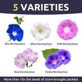 Sweet Yards Morning Glory Tall Mix pink bloom adding color to sunny borders