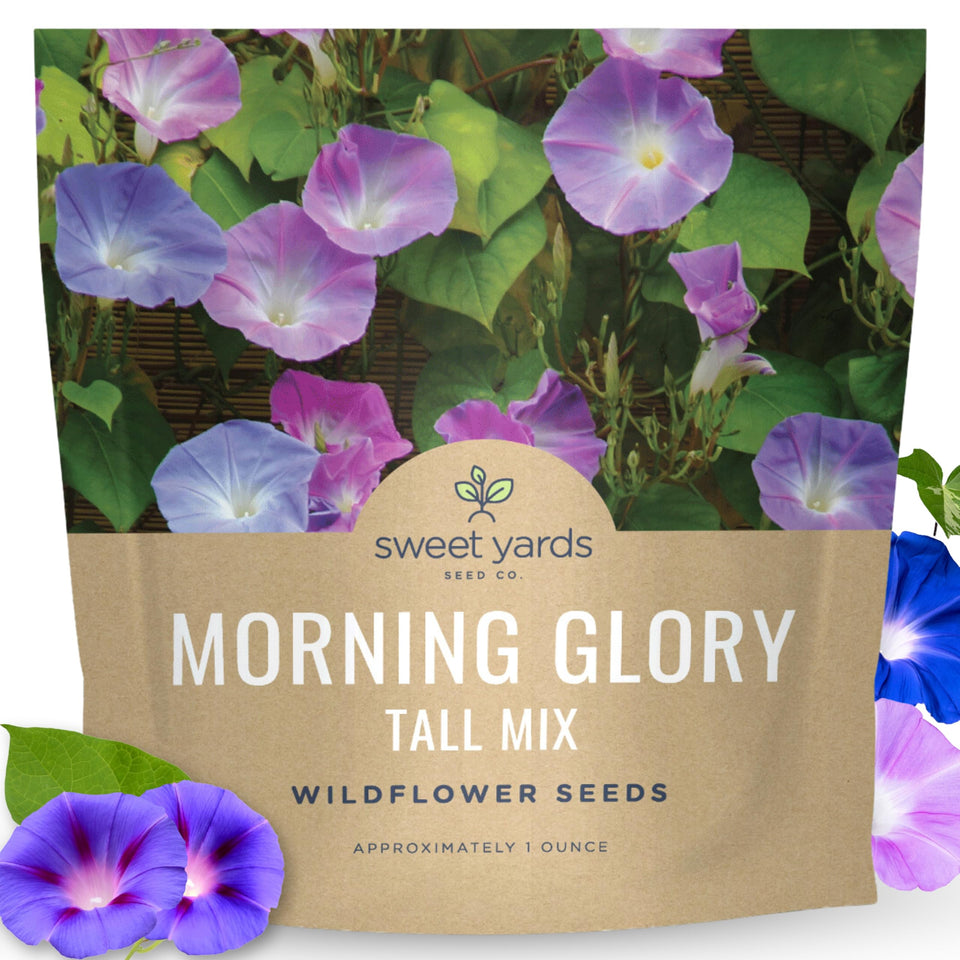 Sweet Yards Morning Glory Tall Mix purple bloom on a trellis for vertical color