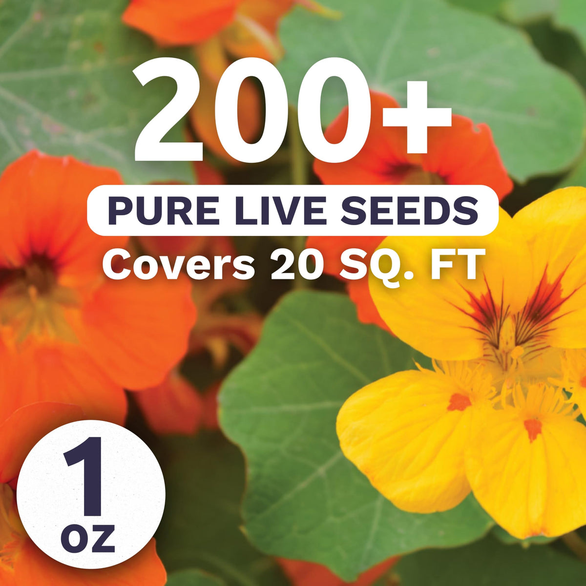 Sweet Yards Nasturtium Jewel Mix blooms close-up with vivid petals, ideal for edible garnish.