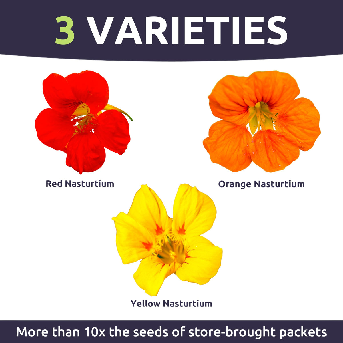 Sweet Yards Nasturtium Jewel Mix seeds germinate easily for colorful gardens.