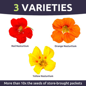 Sweet Yards Nasturtium Jewel Mix seeds germinate easily for colorful gardens.