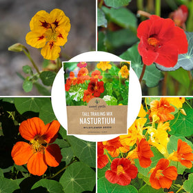 Open-pollinated, non-GMO Nasturtium seeds from Sweet Yards.