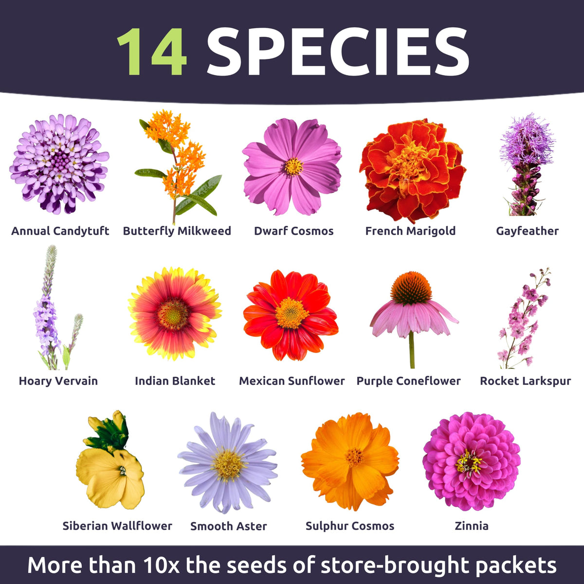 Sweet Yards Nectar-rich flowers in bloom attract pollinators and brighten outdoor spaces.