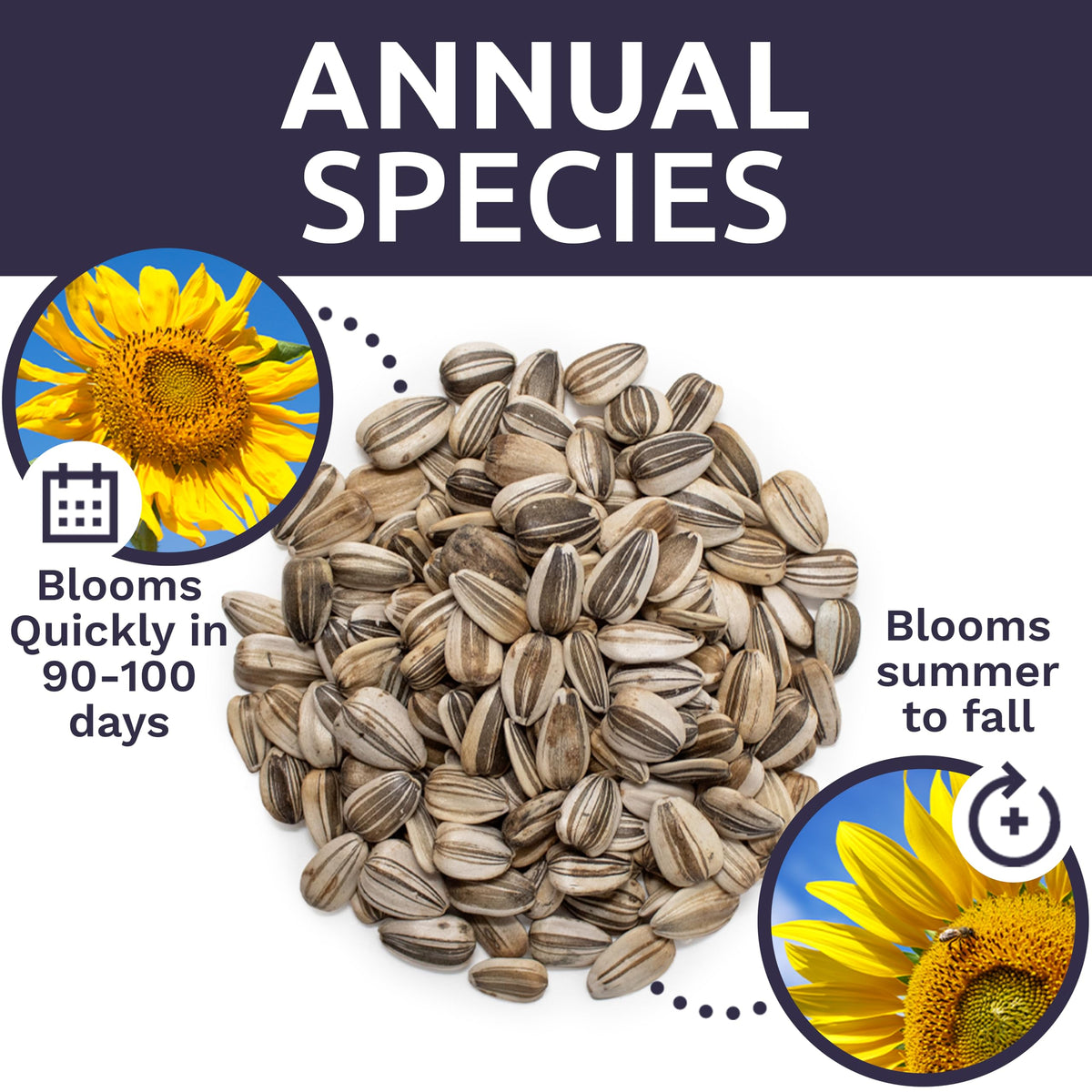 Sweet Yards open-pollinated non-GMO seeds for garden diversity