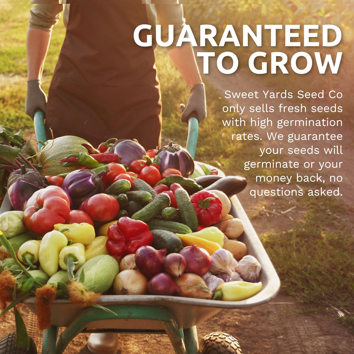 SWEET YARDS Organic Arugula Seeds guaranteed to germinate with a refund option