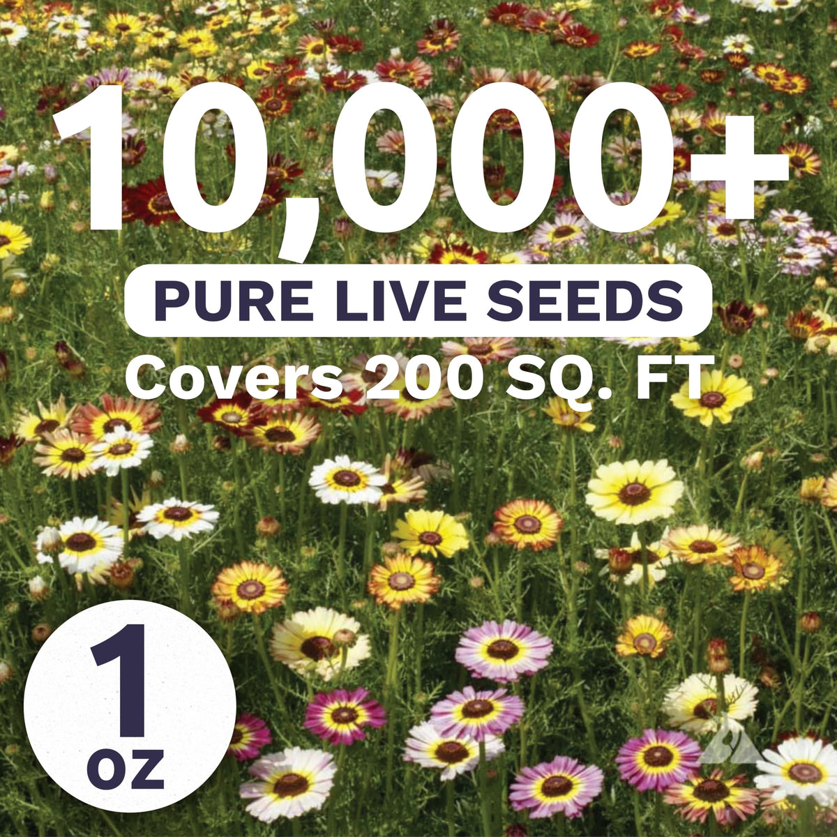 Sweet Yards Painted Daisy bloom closeup highlights vivid petals and cheerful garden color.