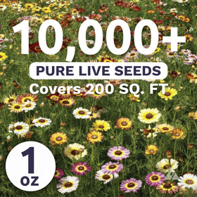 Sweet Yards Painted Daisy bloom closeup highlights vivid petals and cheerful garden color.
