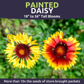 Sweet Yards Painted Daisy pink-red-white varieties brighten beds and borders.