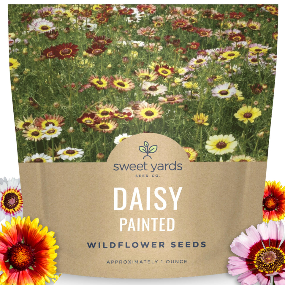 Sweet Yards Painted Daisy seeds 1oz packet ready for planting in borders for vibrant color.