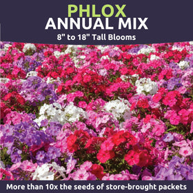 Sweet Yards Phlox flower clusters in pink white lavender for colorful beds