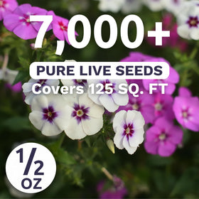 Sweet Yards Phlox Full-sun blooms attract butterflies in cottage gardens