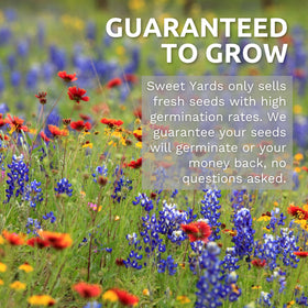 Sweet Yards Phlox seeds with high germination potential for successful sowing